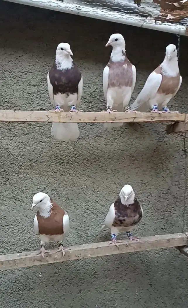 ۵ تا کبوتر طوقی بی کاکل اصل همدان|پرنده|تهران, طرشت|دیوار