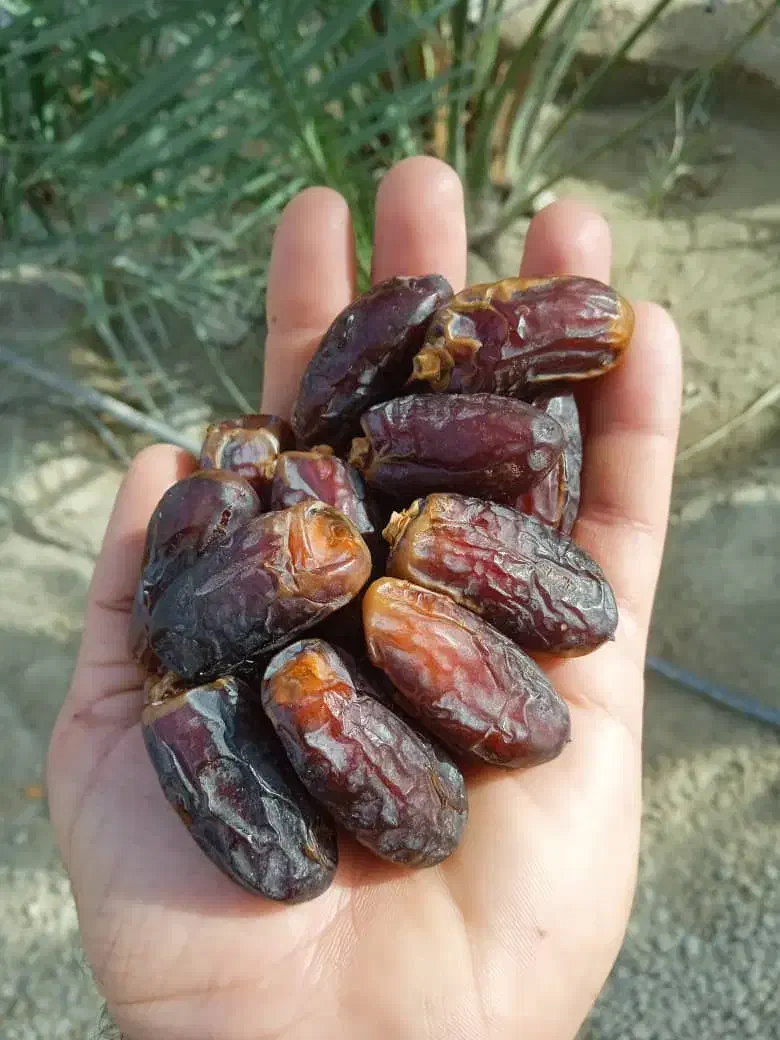 خرما پیارم بوشهری|خوردنی و آشامیدنی|قم, سراجه (۱۵ خرداد)|دیوار