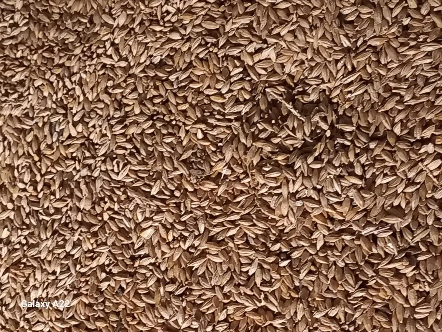 جو گندم|لوازم جانبی حیوانات|کبودرآهنگ, |دیوار