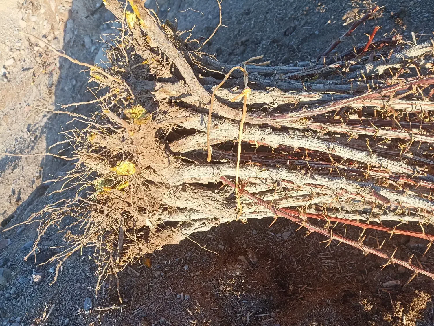 نهال زرشک وعناب از کشاورز|خدمات باغبانی و درختکاری|بیرجند, |دیوار