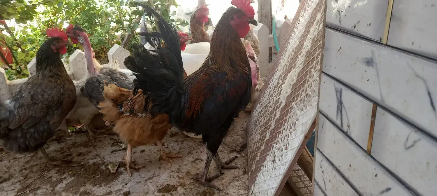 مرغ خروس محلی|حیوانات مزرعه|کرمان, |دیوار