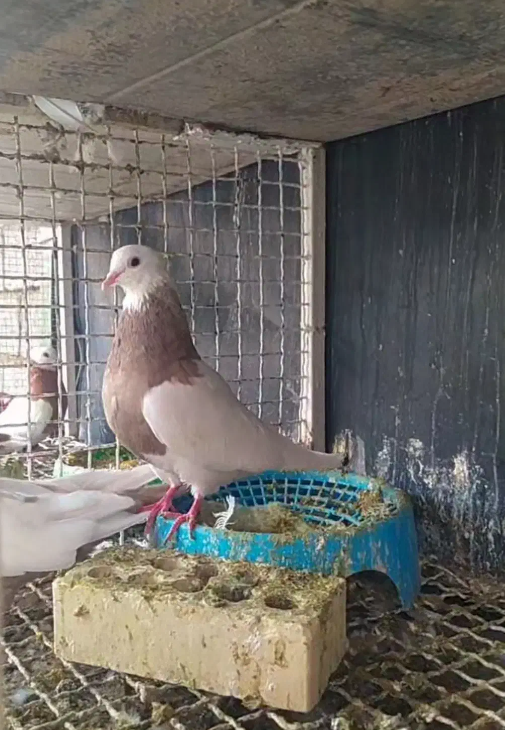 طوق سرکه ای بی نقص|پرنده|بهبهان, |دیوار