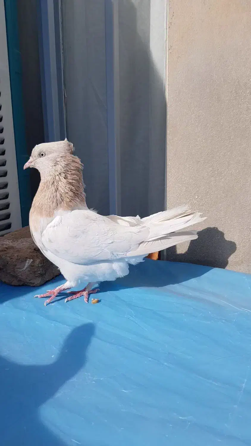 کله لیمویی ماده|پرنده|فردوس (خراسان), |دیوار