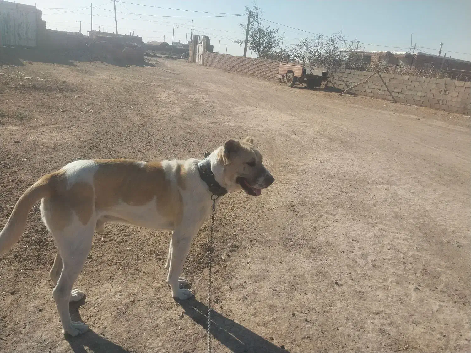 سگ رمگی|سگ|تربت‌حیدریه, طالقانی|دیوار