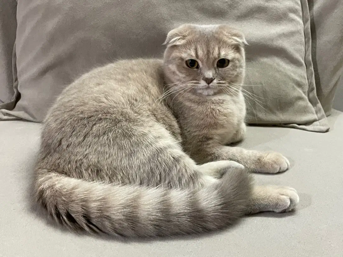 گربه اسکاتیش|گربه|مشهد, هنرستان|دیوار