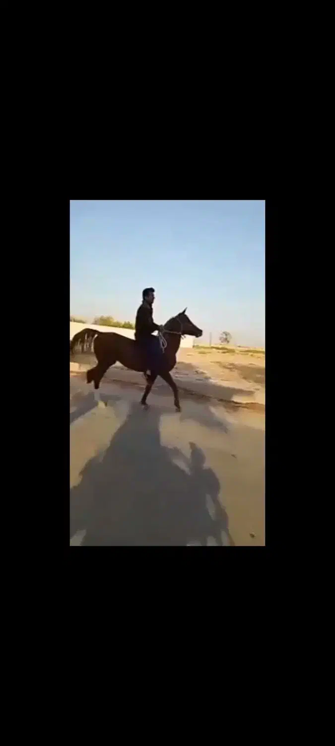 مسابقه|اسب و تجهیزات اسبسواری|بندر گناوه, |دیوار