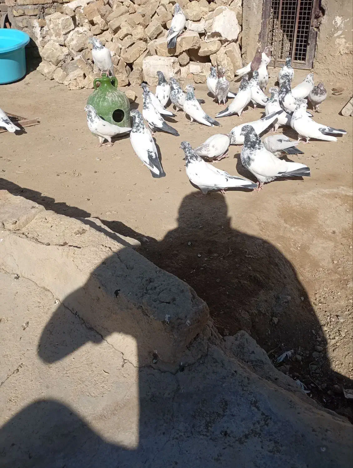 کفتر یا کبوتر برای نگه داری|پرنده|ملایر, |دیوار