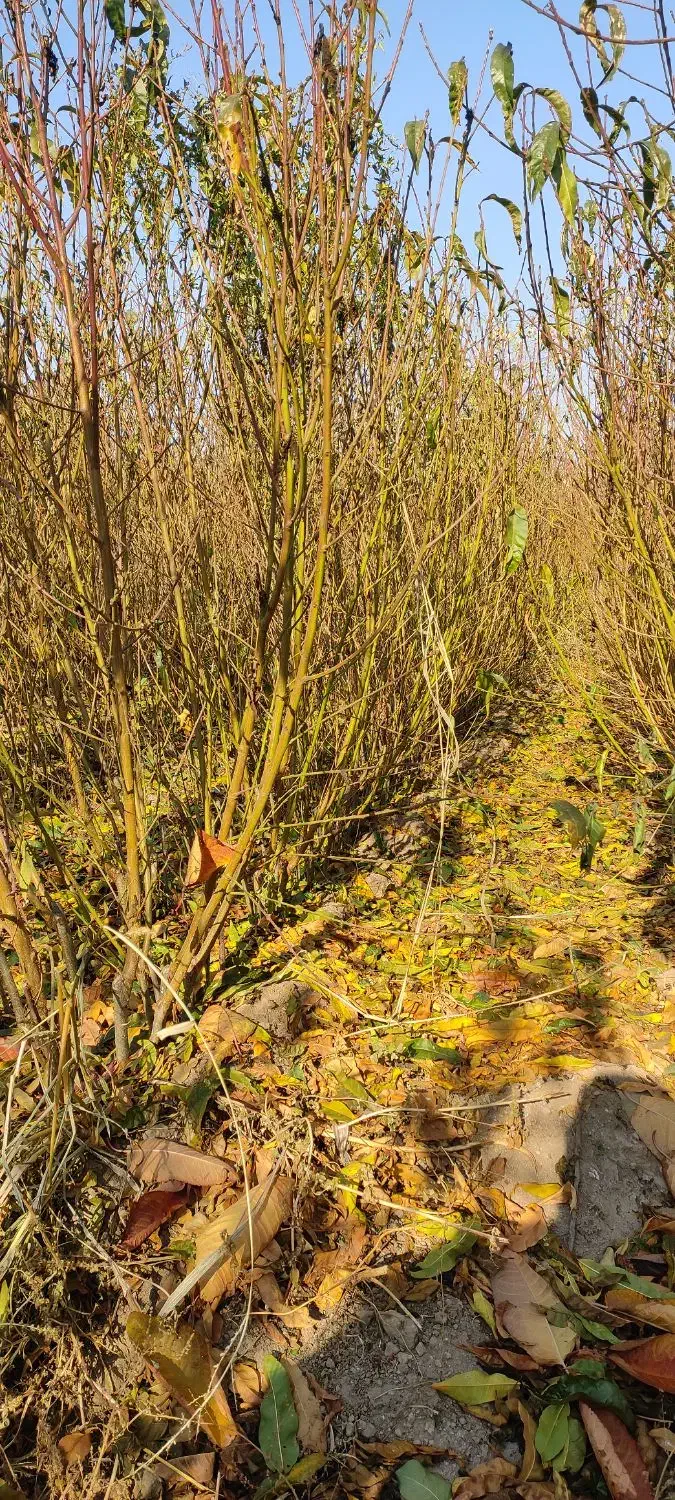 نهال|خدمات باغبانی و درختکاری|مشگین شهر, |دیوار