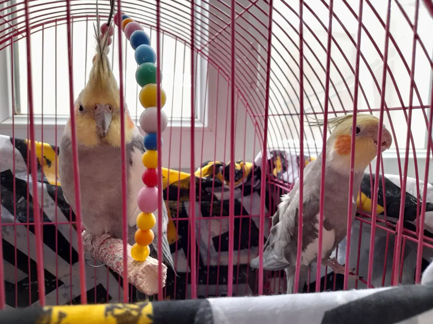 عروس هلندی اهلی|پرنده|باسمنج, |دیوار