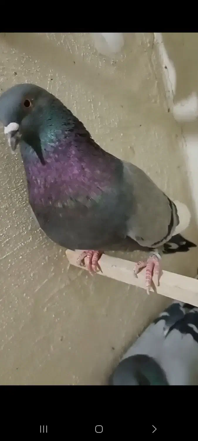 کفتر گمشده مژدگانی خوب|پرنده|شهریار, شهرک بهاران (ویره)|دیوار