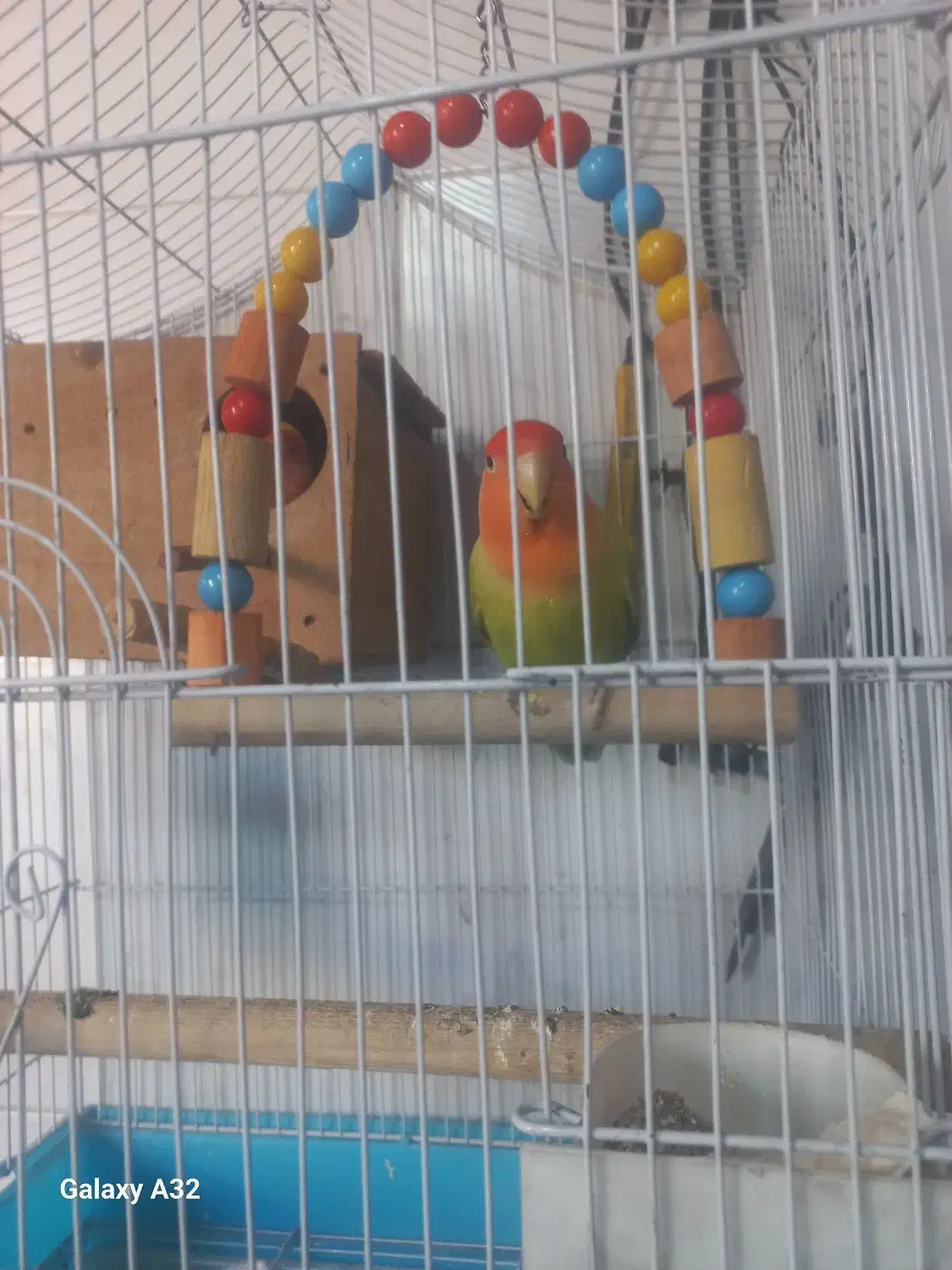 طوطی برزیلی جفت|پرنده|ری, شهادت|دیوار