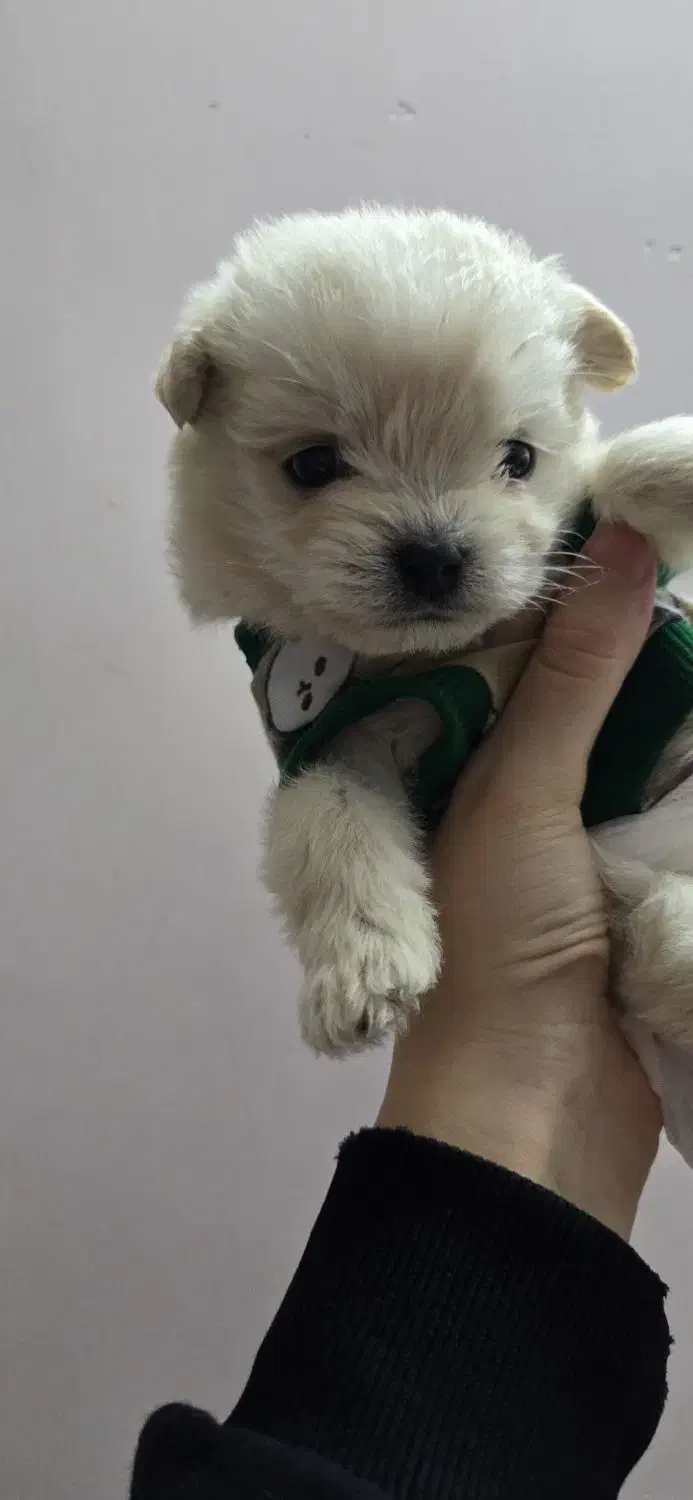 سگ پودل|سگ|رزن, |دیوار