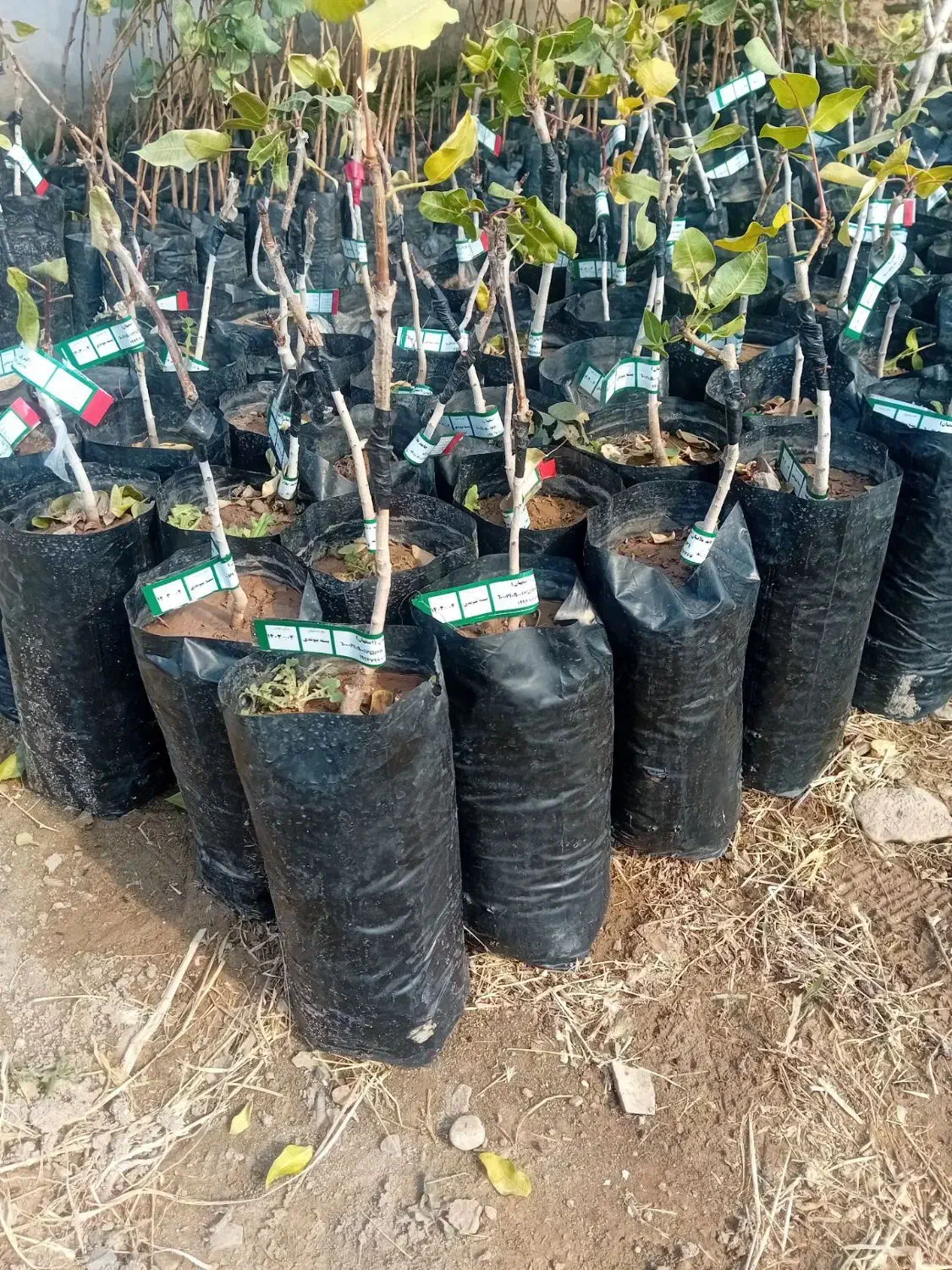 فروش نهال های پربار|خدمات باغبانی و درختکاری|زنجان, |دیوار