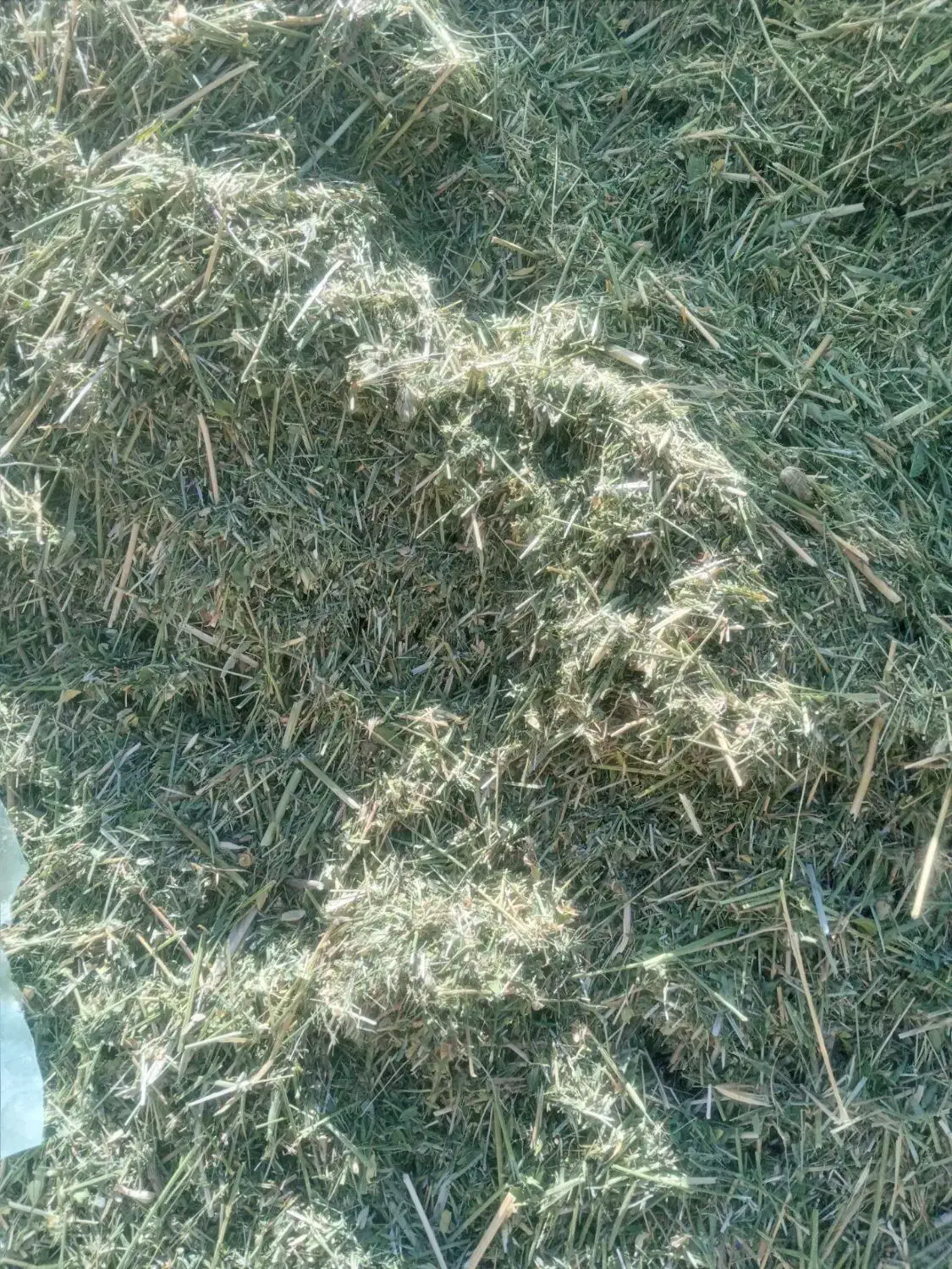 یونجه خورده شده آماده در شهرستان اردل|عمدهفروشی|اردل, |دیوار