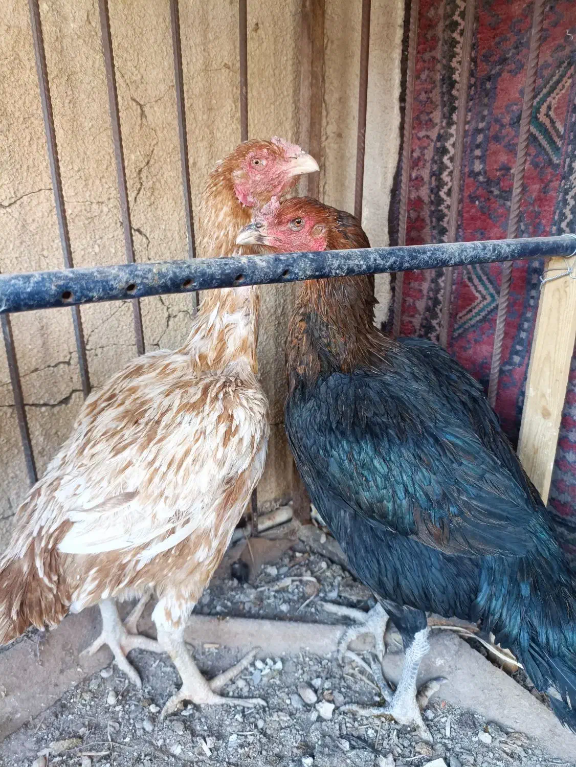 مرغ لاری اصل بخون|حیوانات مزرعه|زابل, |دیوار