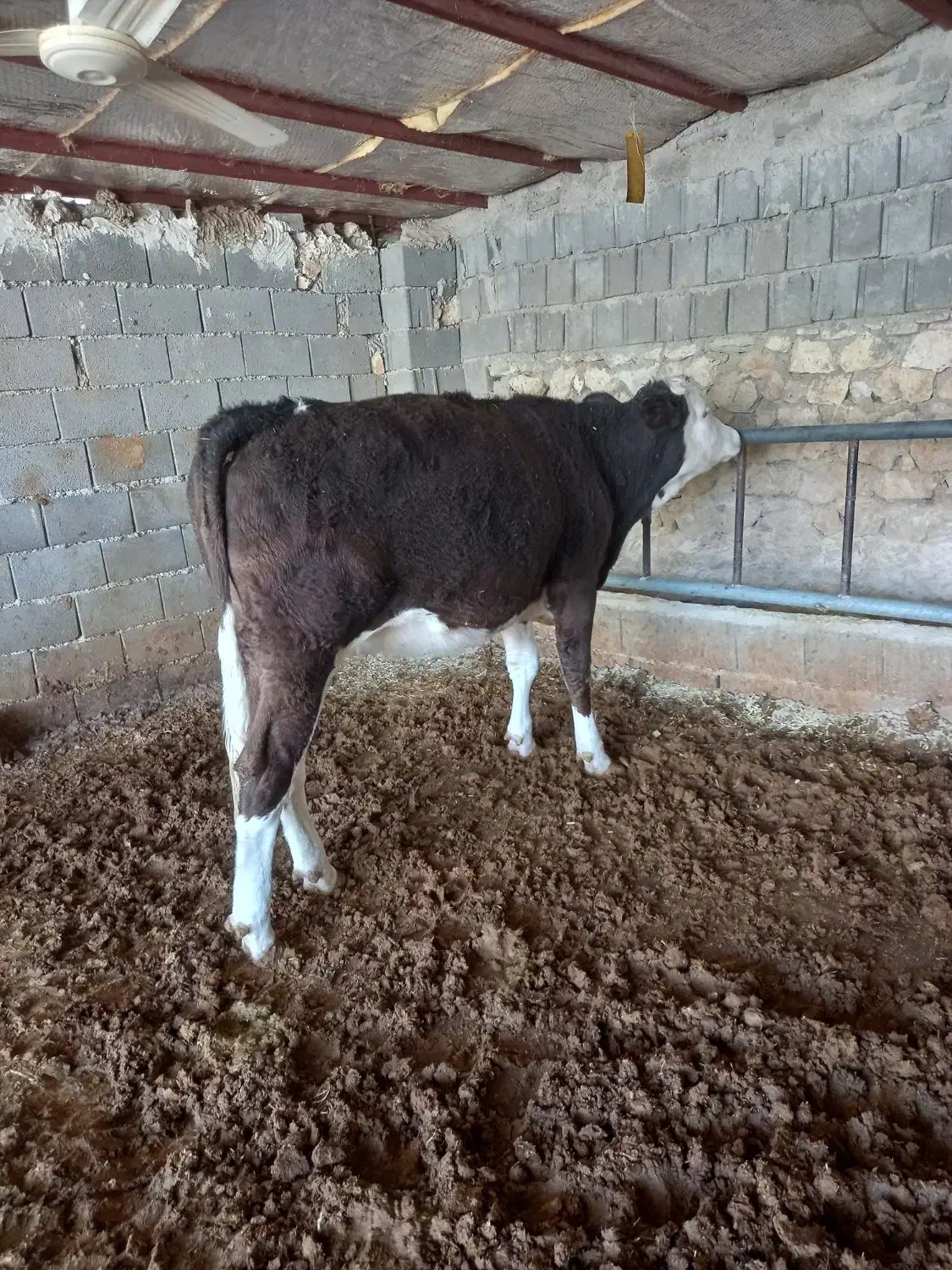 باسلام فروش یک راس گاو وشنگل|حیوانات مزرعه|سیسخت, |دیوار