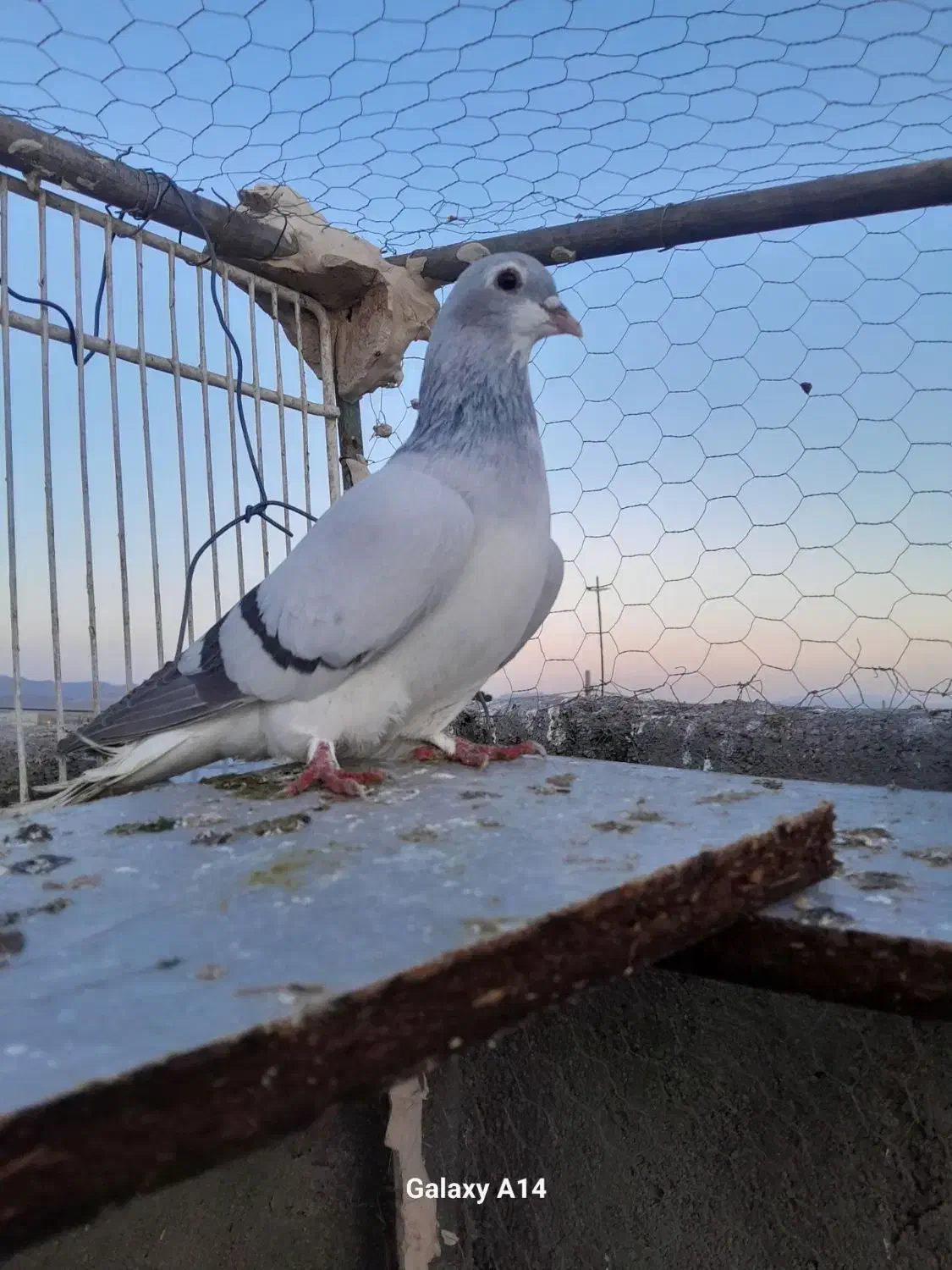 گمشهده|حیوانات|تربت‌حیدریه, کلاته توکلی|دیوار