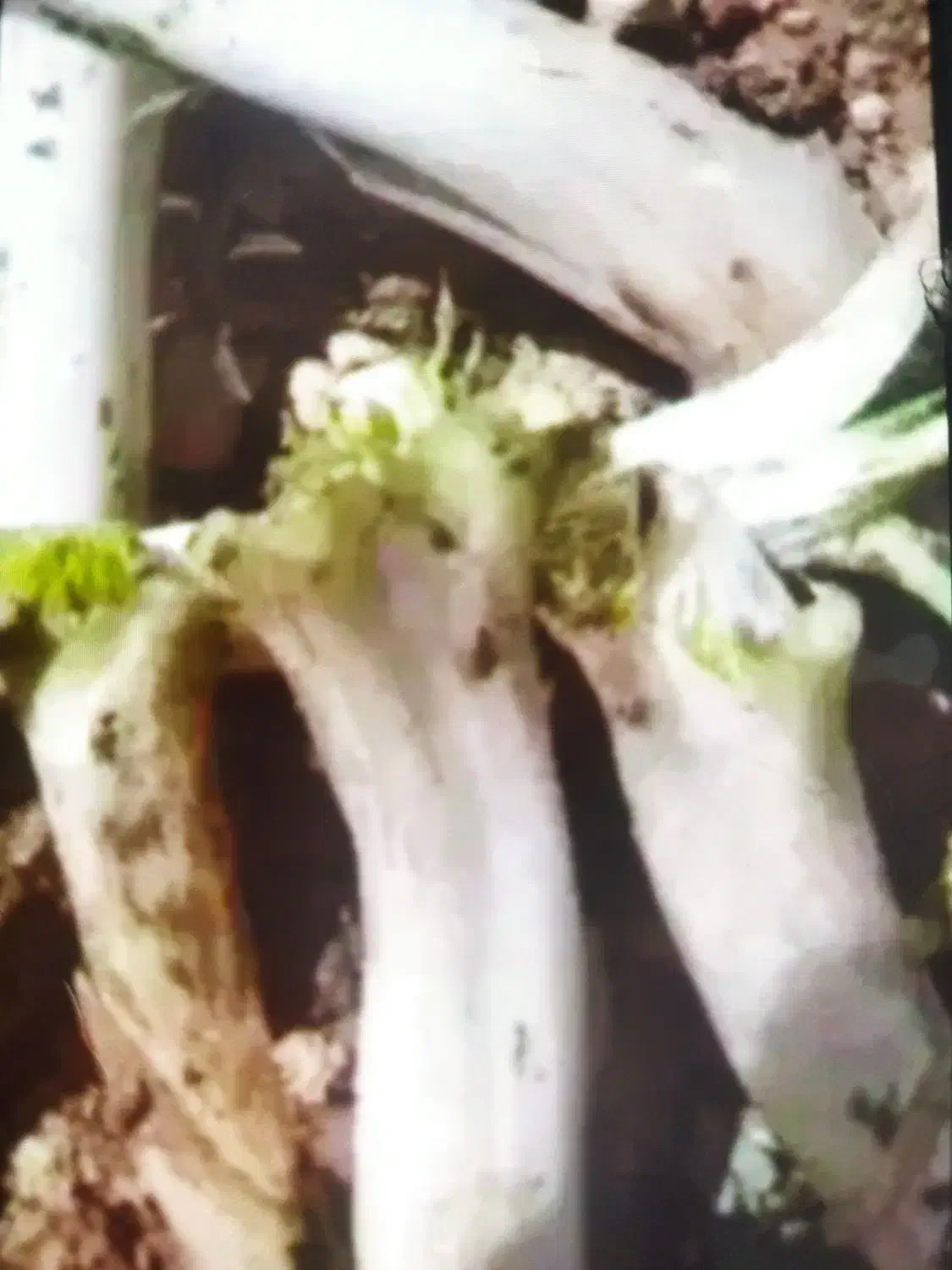 کنگر تازه پاک شده و پاک نشده|خوردنی و آشامیدنی|مریوان, |دیوار