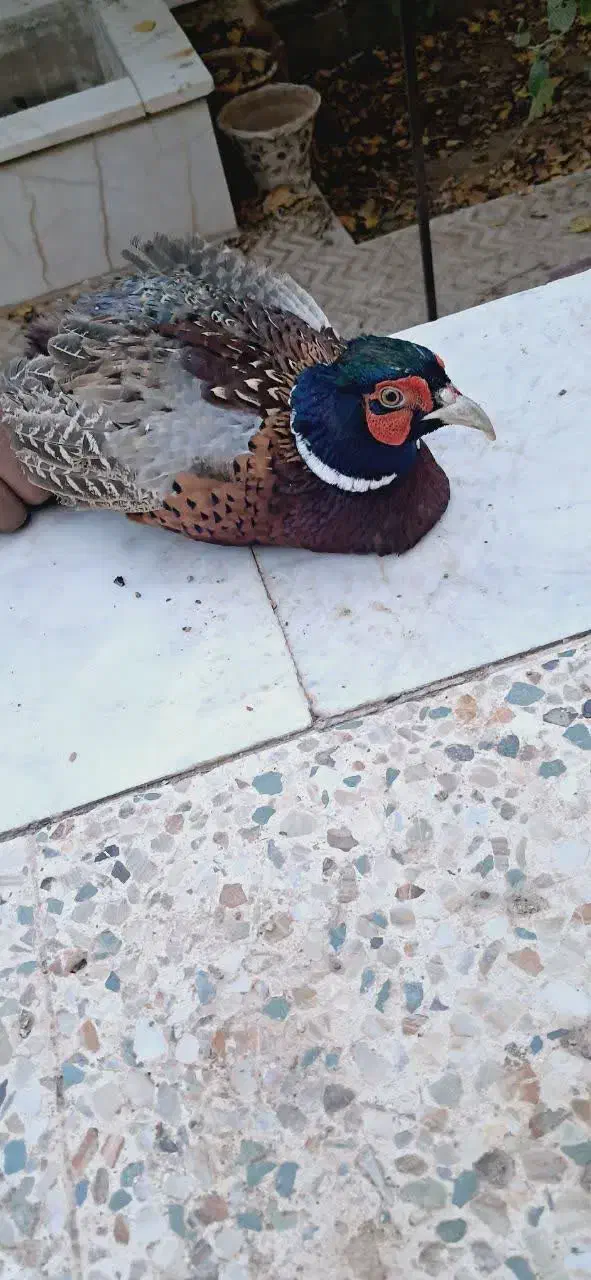 جوجه و تخم  بلدرچین مینیاتوری ایام سمانی ابریشمی|حیوانات مزرعه|یزد, |دیوار