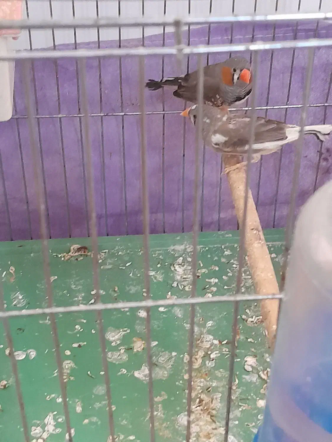 ۲ جفت فنج مولد همرا با تخم هاشون|پرنده|باسمنج, |دیوار