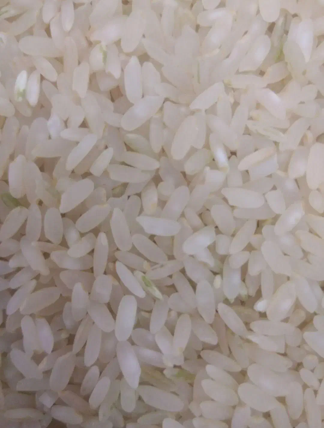 فروش برنج کامفیروزی درجه یک خانیمن|خوردنی و آشامیدنی|کر, |دیوار