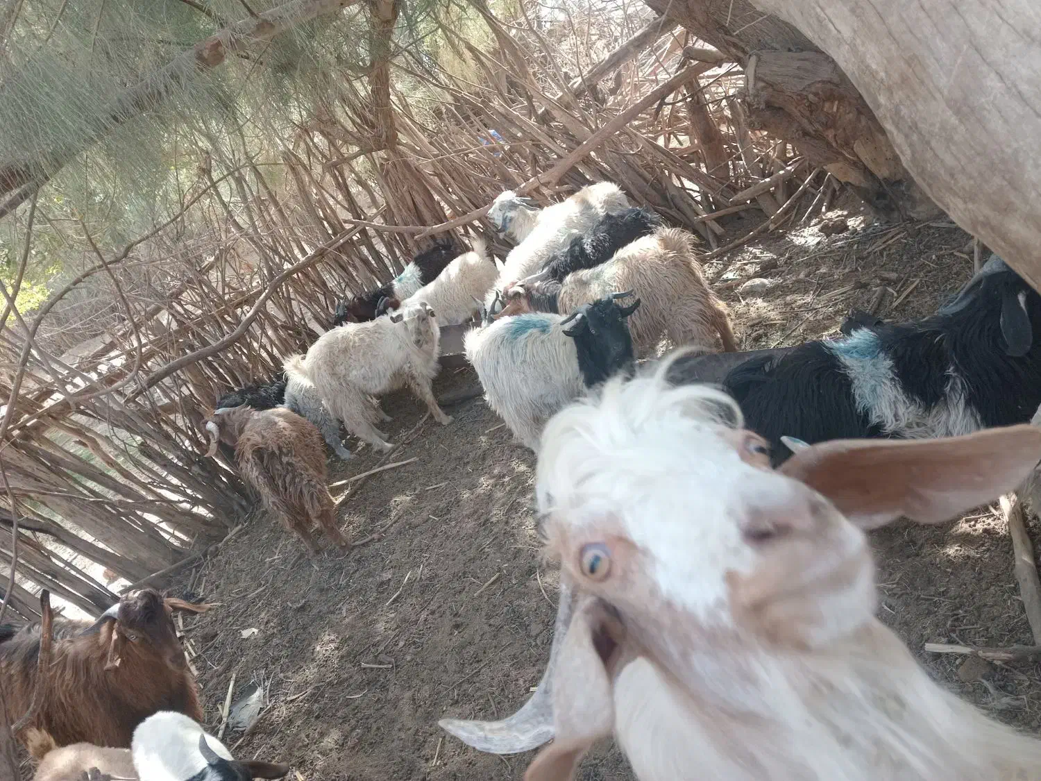 ده عدد کهره نر|حیوانات مزرعه|صوغان, |دیوار