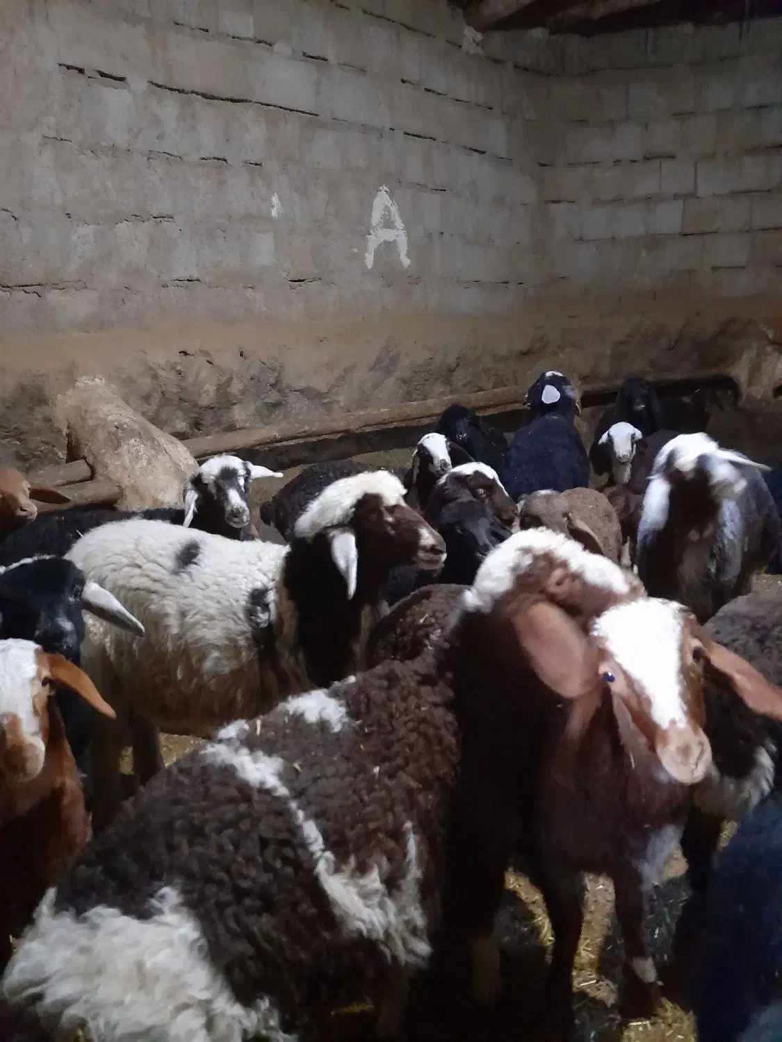 گوسفند داشتی|حیوانات مزرعه|بیلوار, |دیوار