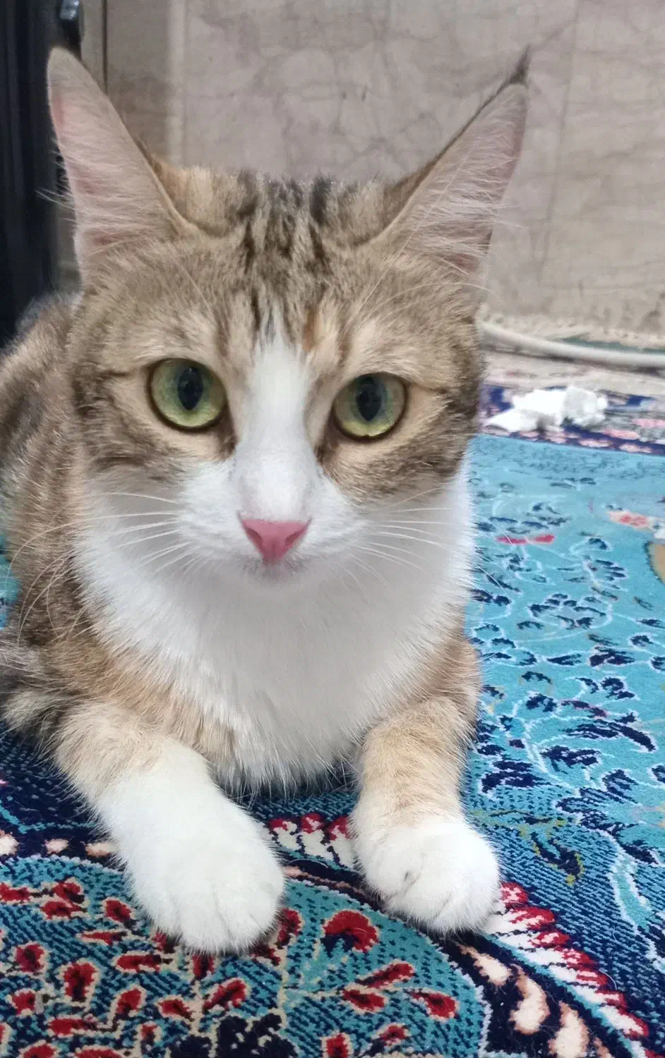 گربه ماده|گربه|بجنورد, |دیوار