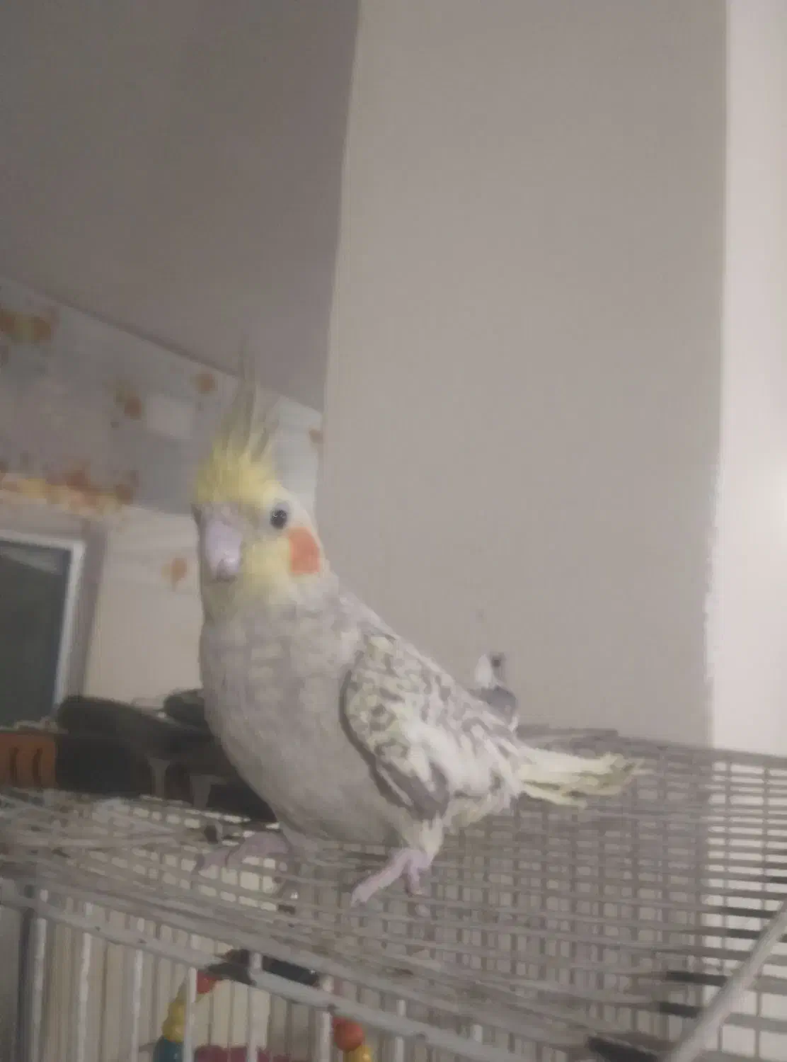 عروس هلندی|پرنده|تربتحیدریه, منظر|دیوار