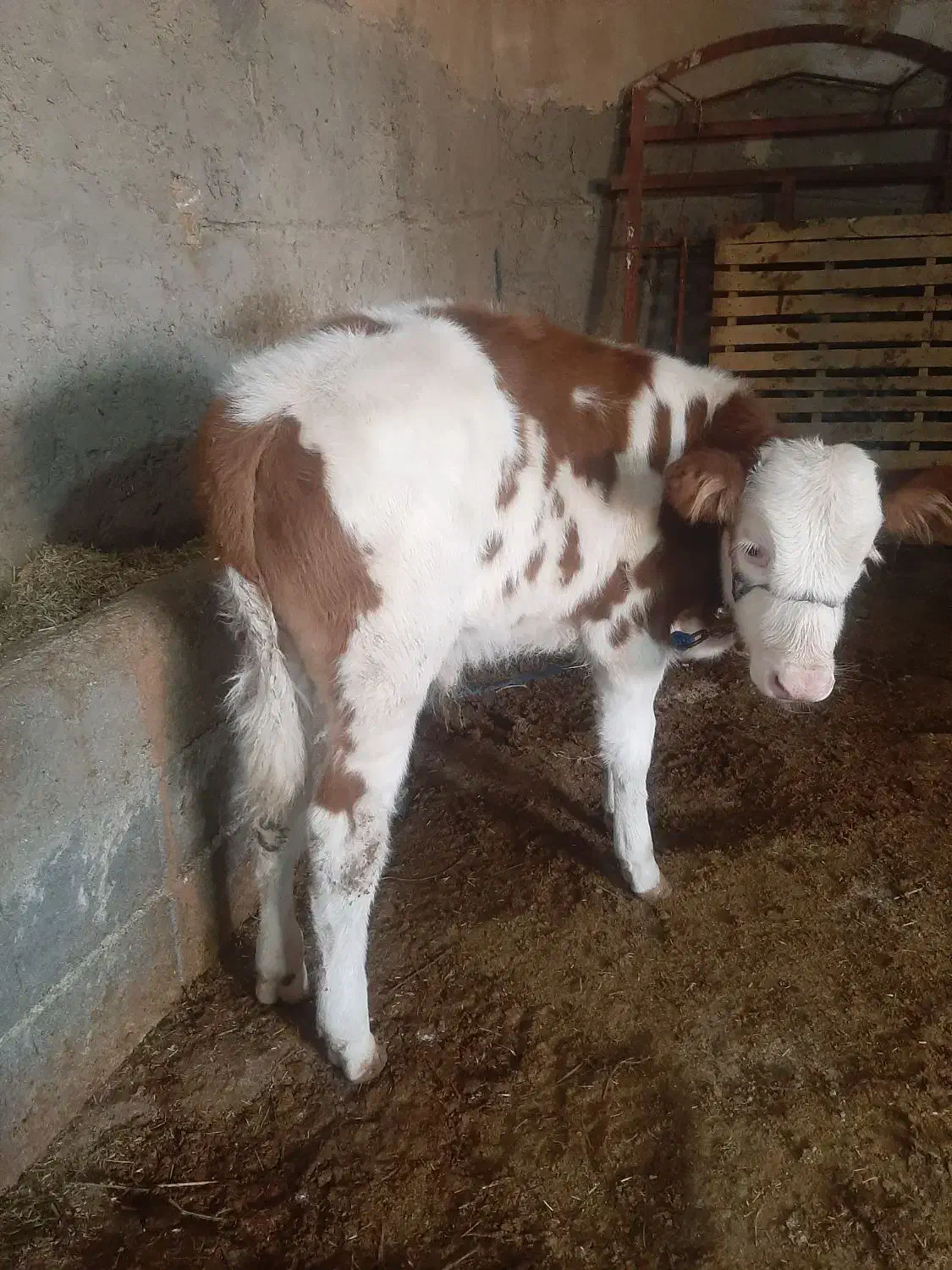 گوساله سیمینتال|حیوانات مزرعه|بروجرد, |دیوار