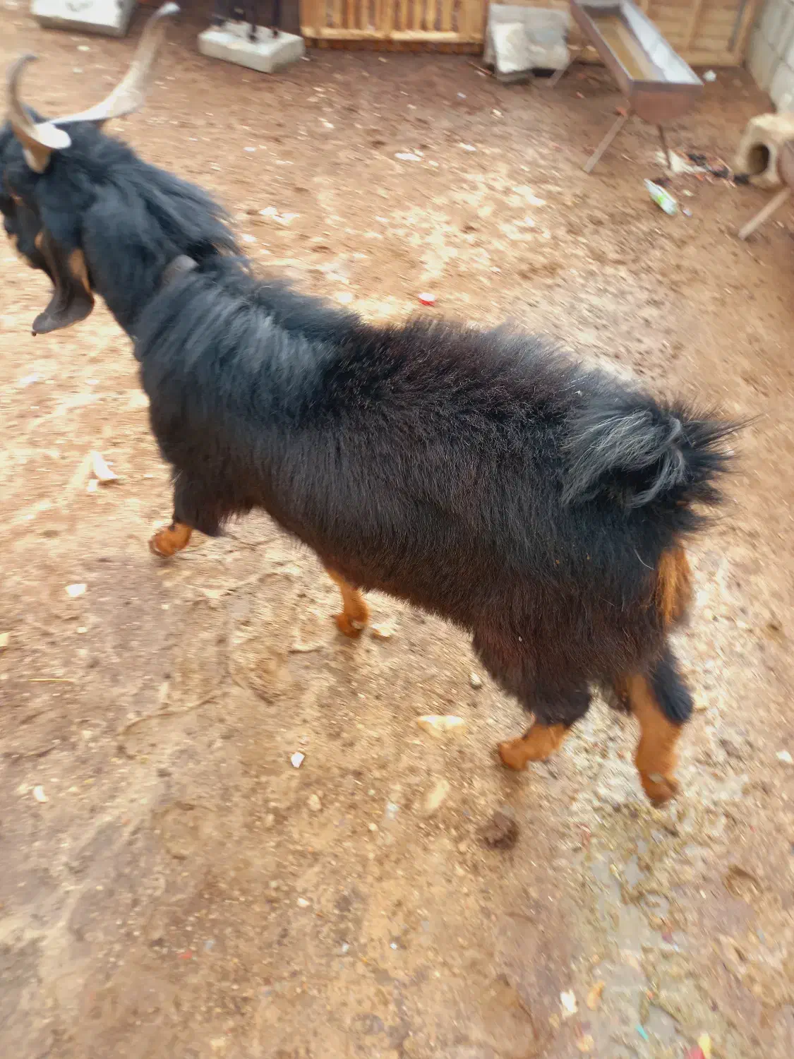 چبش نر|حیوانات مزرعه|مرودشت, مختارآباد|دیوار