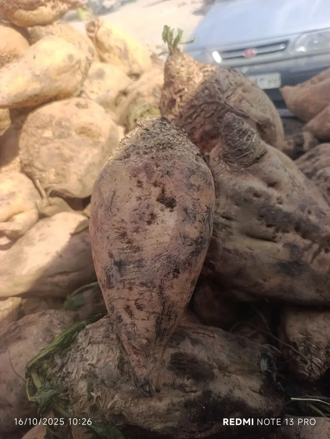 چغندر خوراک دام کاه یونجه جو گندم کنسانتره|لوازم جانبی حیوانات|تهران, فردوسی|دیوار