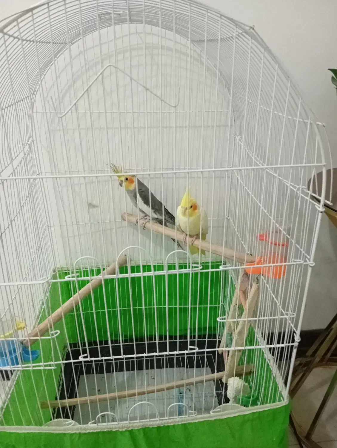 فروش جفت عروس هلندی|پرنده|جیرفت, |دیوار