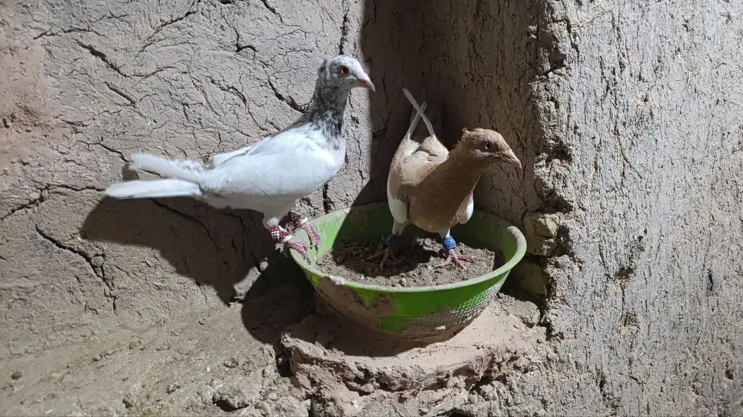 کبوتر نقاب|پرنده|جوین, |دیوار