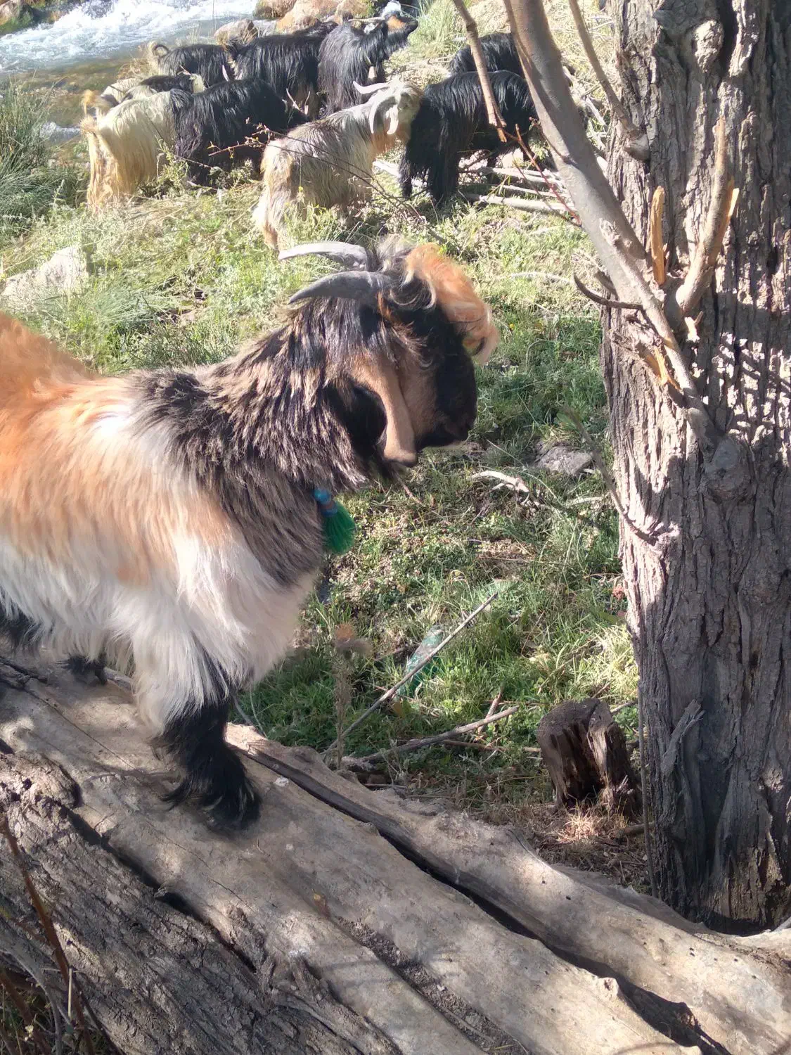 کهره تخمی|حیوانات مزرعه|شهرکرد, |دیوار