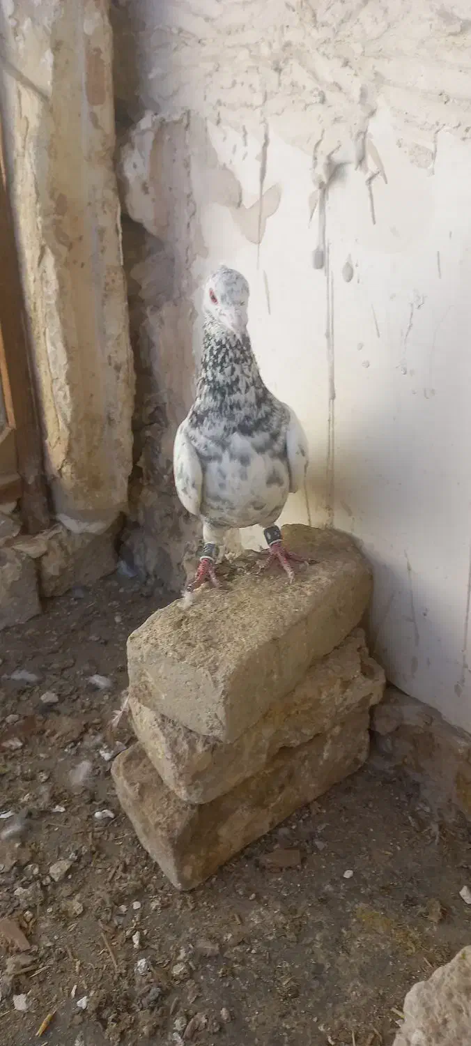 فروشی|پرنده|چناران, |دیوار