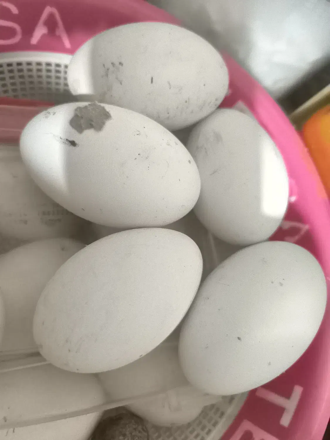 تخم بت(غاز)|حیوانات مزرعه|نیمروز, |دیوار