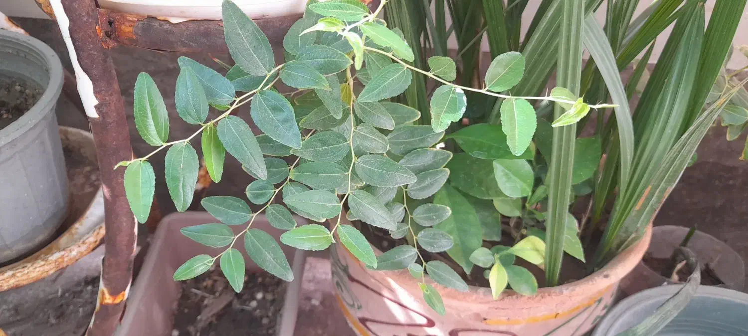 گل و گیاه خانگی و ارزان|گل و گیاه طبیعی|سبزوار, امیر کبیر|دیوار