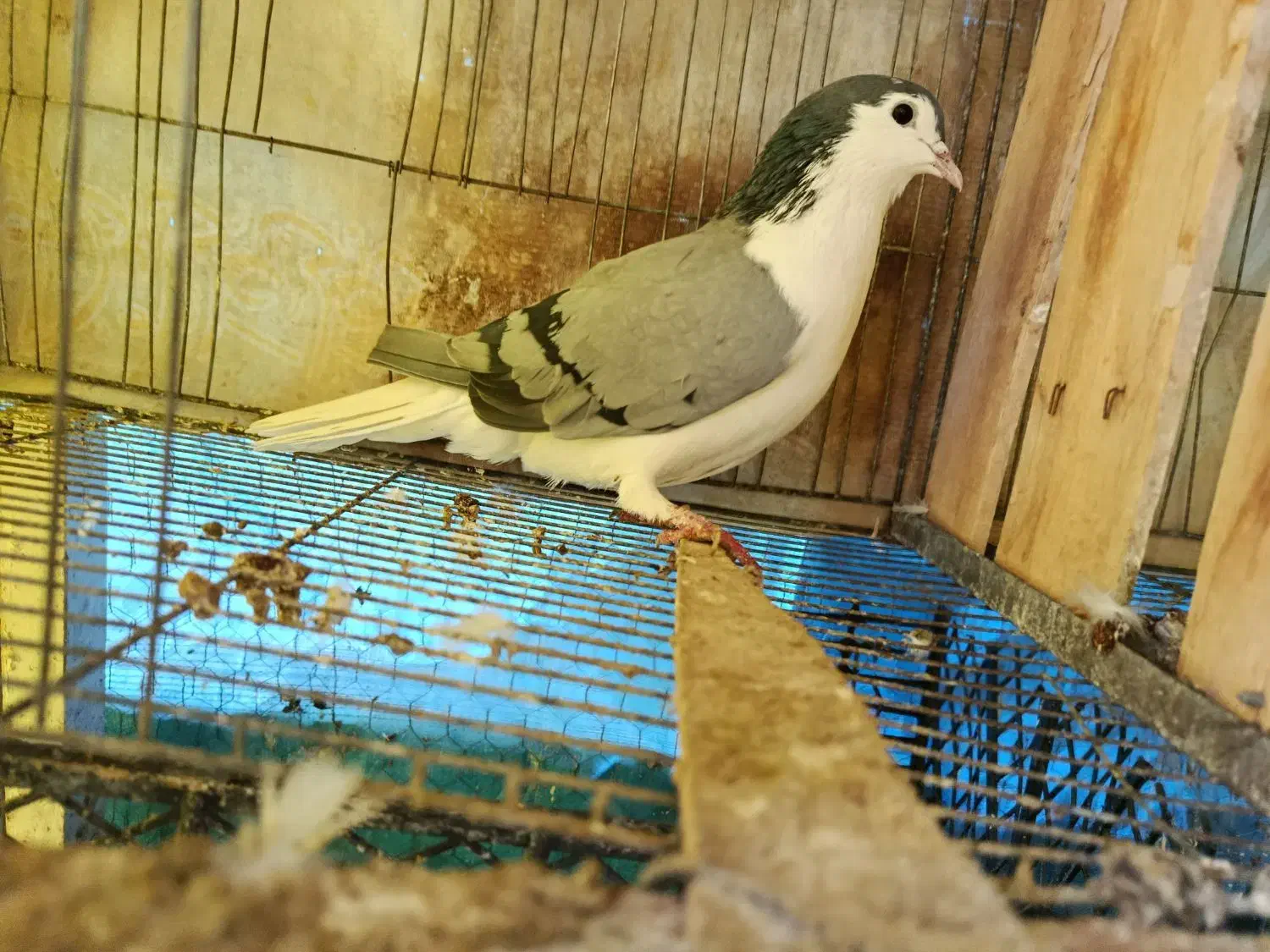 کبوتر ماده دمگیر سینه دمپاک|پرنده|اصفهان, جاوان|دیوار