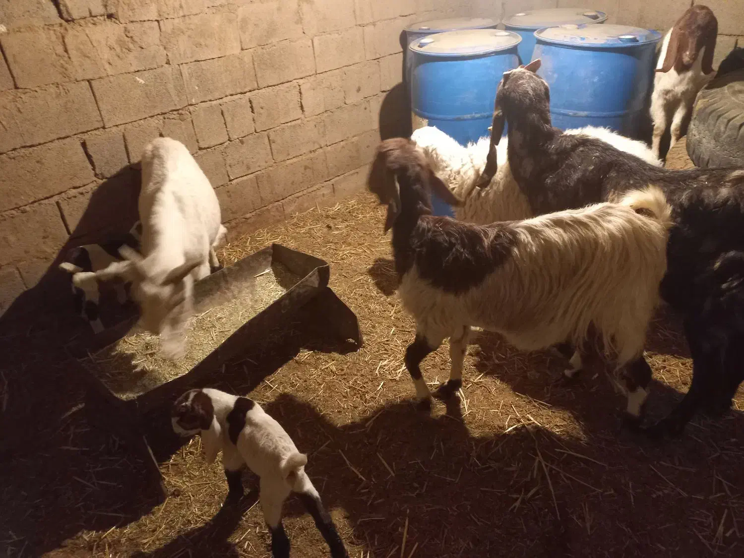 چند تا گوسفند|حیوانات مزرعه|زیرکوه, |دیوار