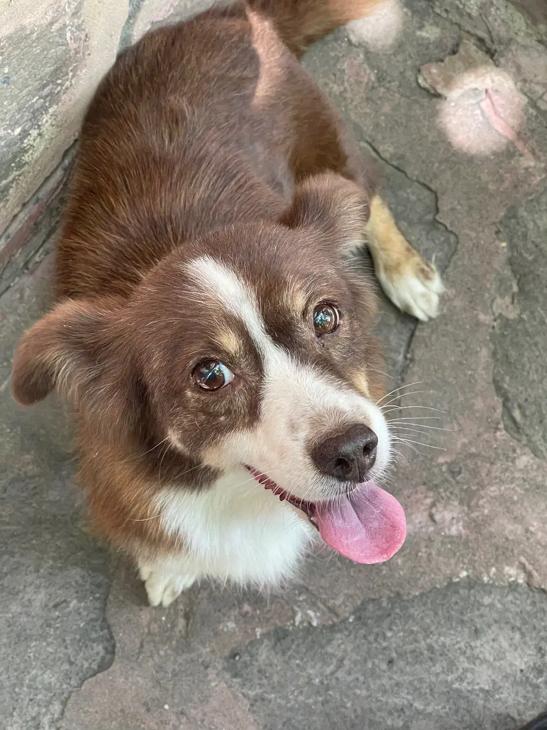 سگ اشپیتز|سگ|پردیس, فاز ۱|دیوار