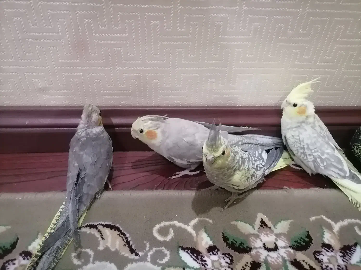 4 عدد جوجه عروس هلندی|پرنده|مشهد, کوشش|دیوار