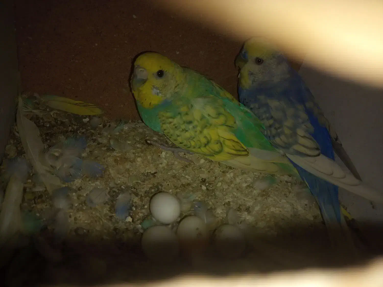 مرغ عشق ریمبو|پرنده|قم, شاه ابراهیم|دیوار