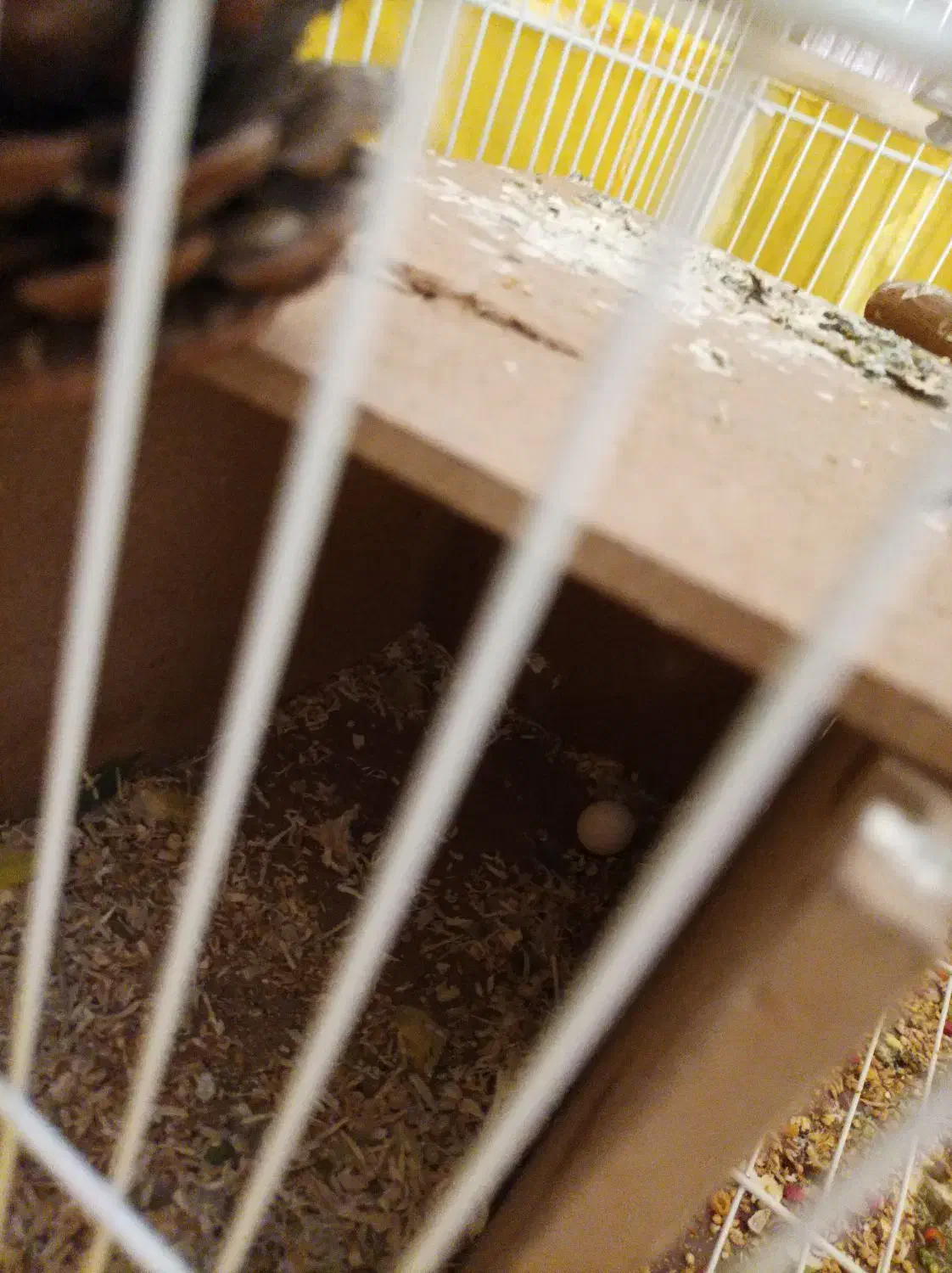 طوطی برزیلی سالم یک ساله|پرنده|تهران, سبلان (لشگر)|دیوار