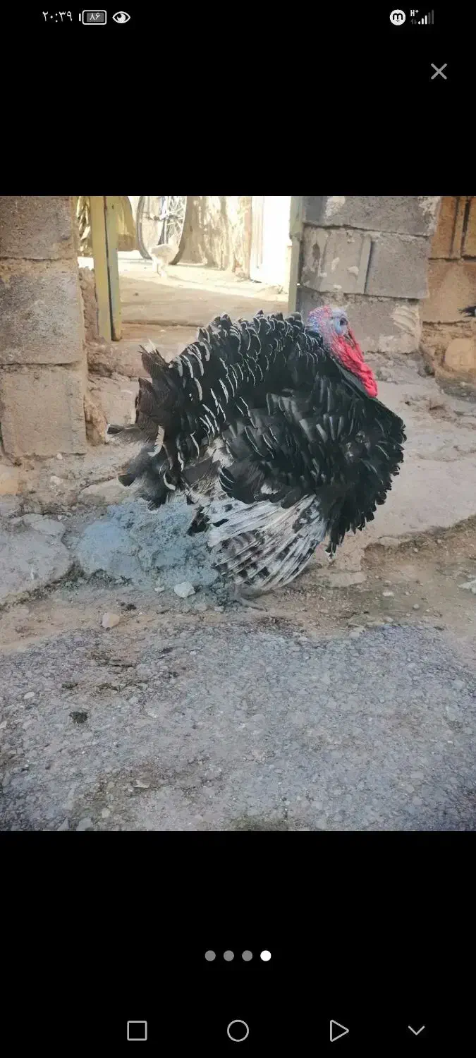 حیوان|حیوانات مزرعه|دهدشت, |دیوار