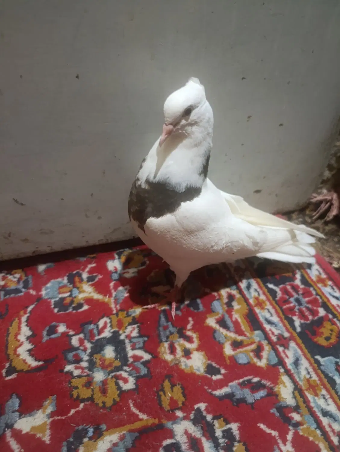 طوقی|پرنده|قم, سالاریه|دیوار