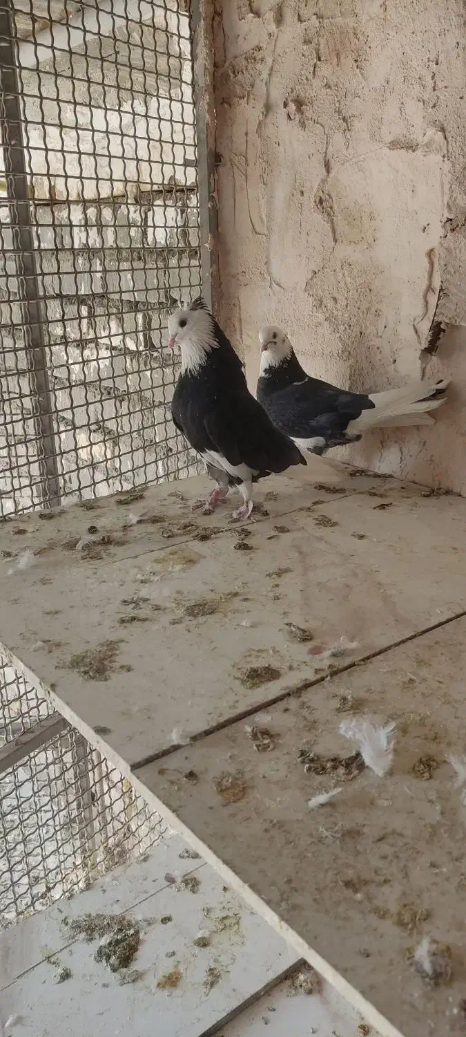 کبوتر شازده مشکی|پرنده|خمینی‌شهر, |دیوار