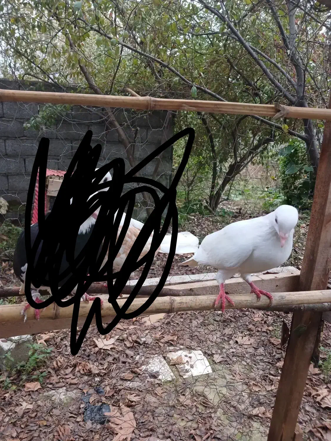 یک عدد کبوتر ماده|پرنده|آستانه اشرفیه, |دیوار