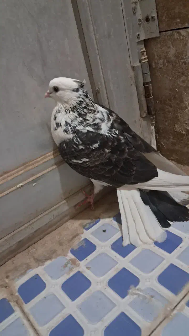 کفتر پرشی|پرنده|زارچ, |دیوار