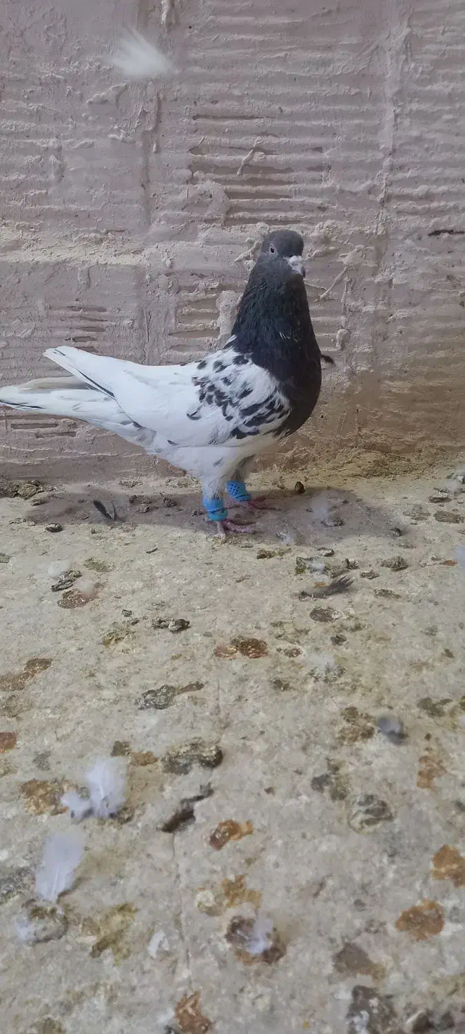 کله ماده|پرنده|اسفراین, |دیوار